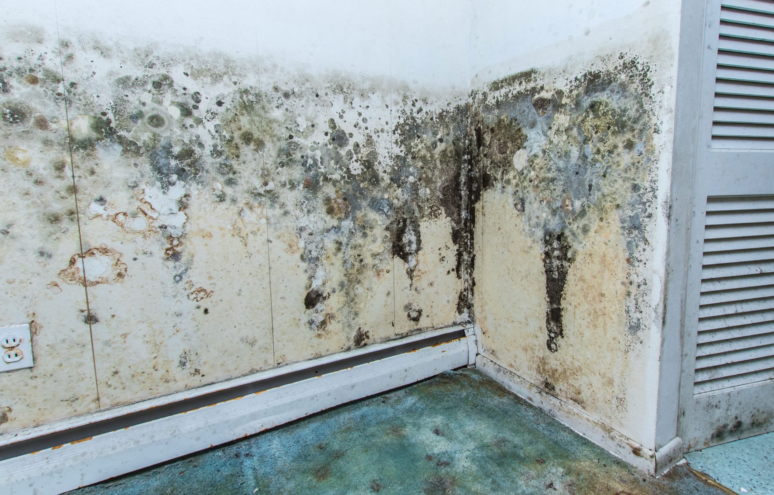 residential mold removal experts in Avon Park